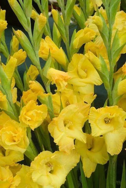 养眼鲜花照，太养眼了