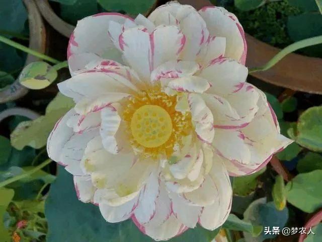 玫瑰世间难得的美