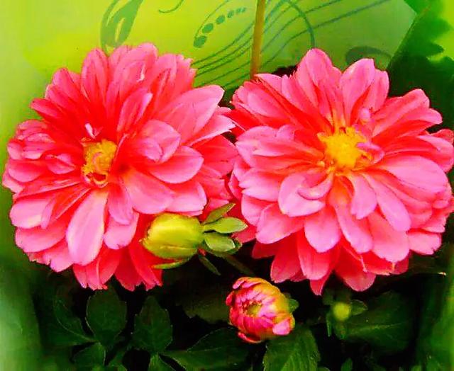 小丽花～花色绚丽，灼灼芳华，给人以憧憬和希望