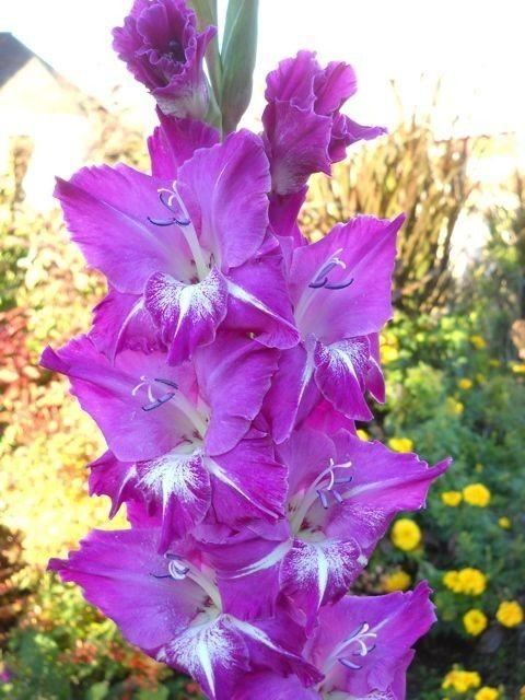养眼鲜花照，太养眼了