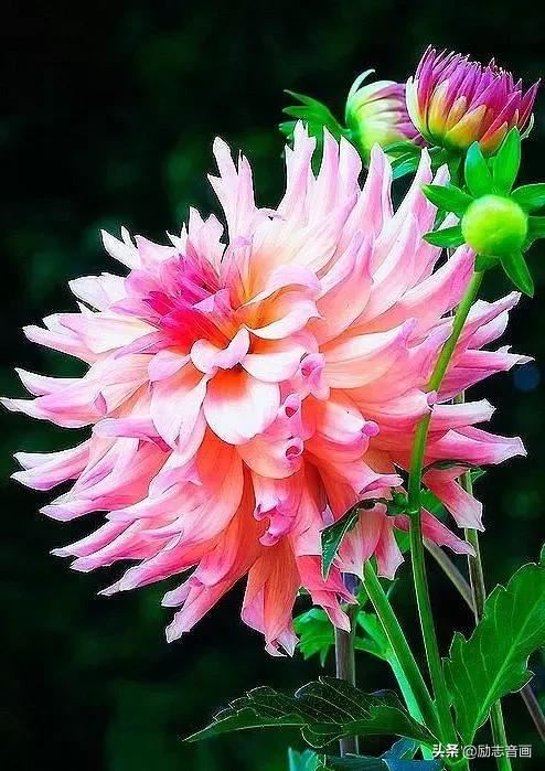 鲜花朵朵迎春来