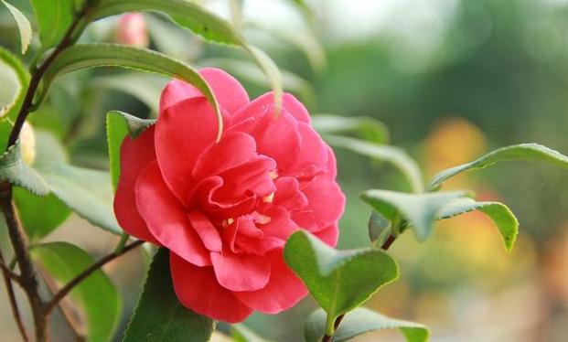 邀您共赏——山茶花