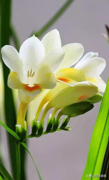 鲜花朵朵迎春来