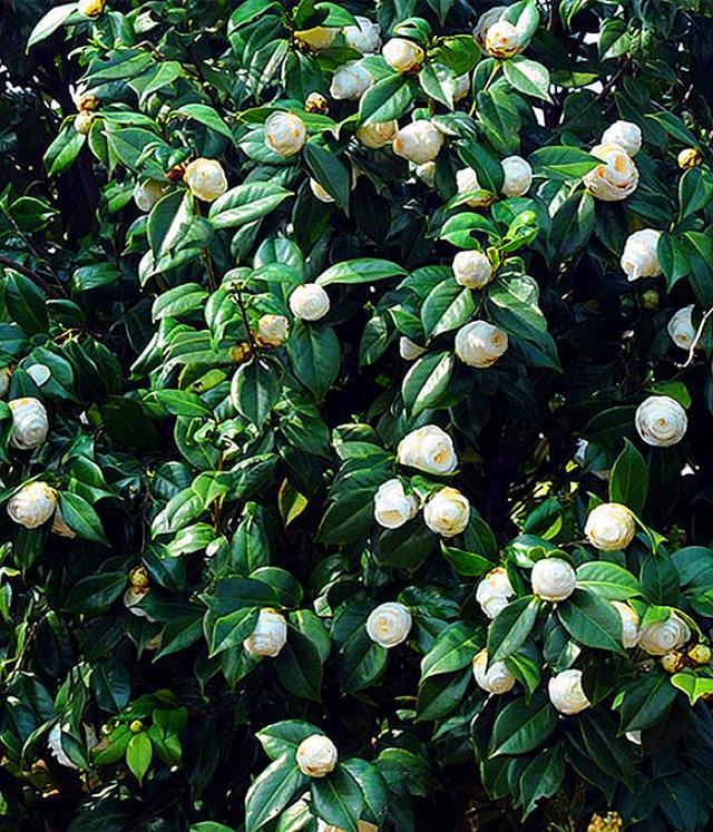 邀您共赏——山茶花