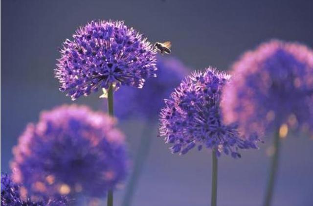 大花葱开紫红粉,聪明可爱小圆球 大花葱开紫红粉,聪明可爱小圆球