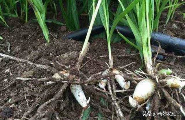 既耐阴又耐寒的宿根花卉白芨，花朵娇美别名热带兰花