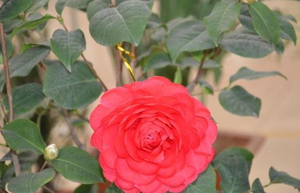 邀您共赏——山茶花