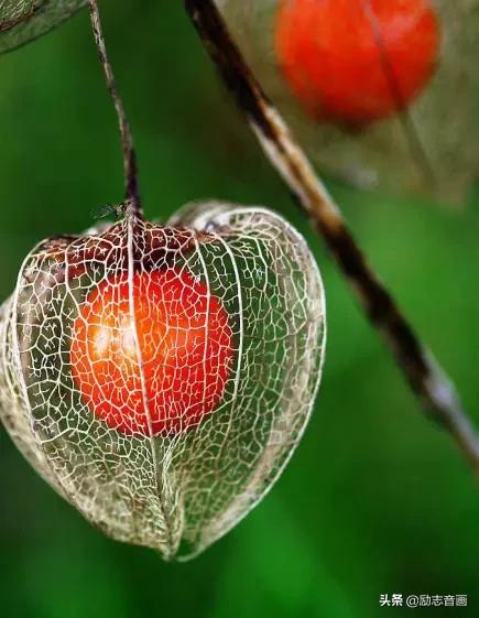 鲜花朵朵迎春来