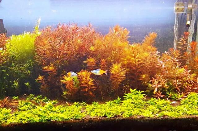 红雨伞草～水缸草的新宠，被称为沼泽美人鱼草