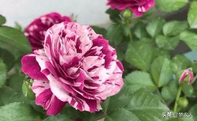 玫瑰世间难得的美