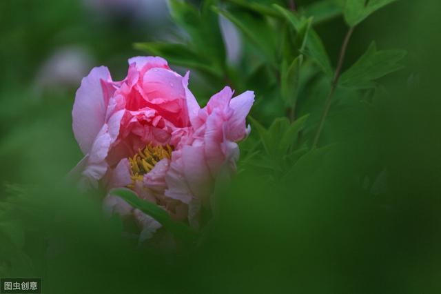 不愧是国花，牡丹花真漂亮