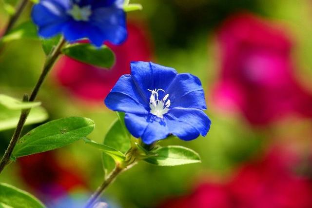 “花期仅一天，天天开新花”的“蓝星花”可四季常开，永不言败