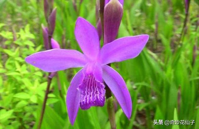 既耐阴又耐寒的宿根花卉白芨，花朵娇美别名热带兰花