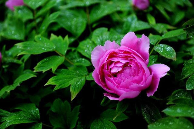 雨中花朵让人怜