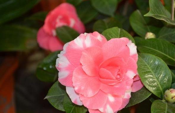 邀您共赏——山茶花