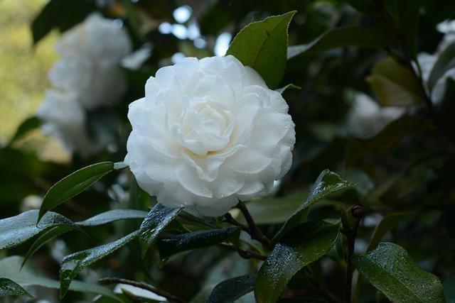 邀您共赏——山茶花