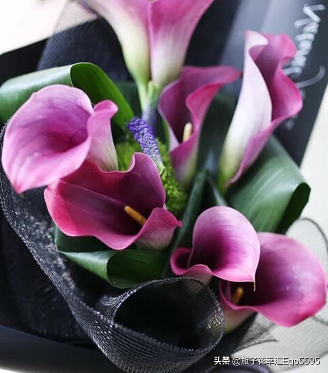 简单的花型，却透视出高雅的魅力，凛然而美丽的马蹄莲