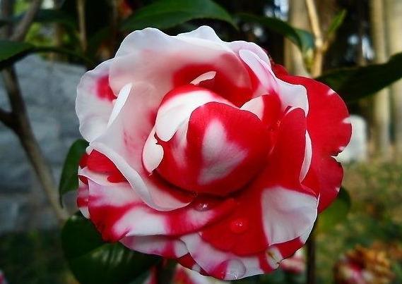 邀您共赏——山茶花