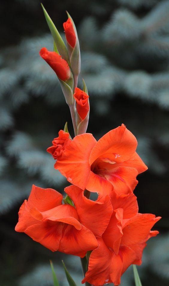 养眼鲜花照，太养眼了