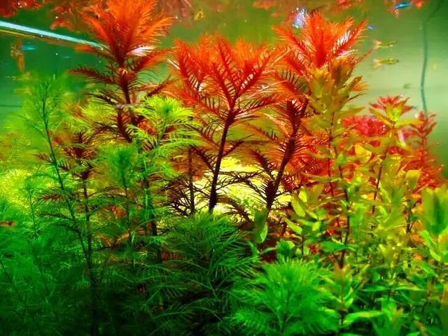 红雨伞草～水缸草的新宠，被称为沼泽美人鱼草