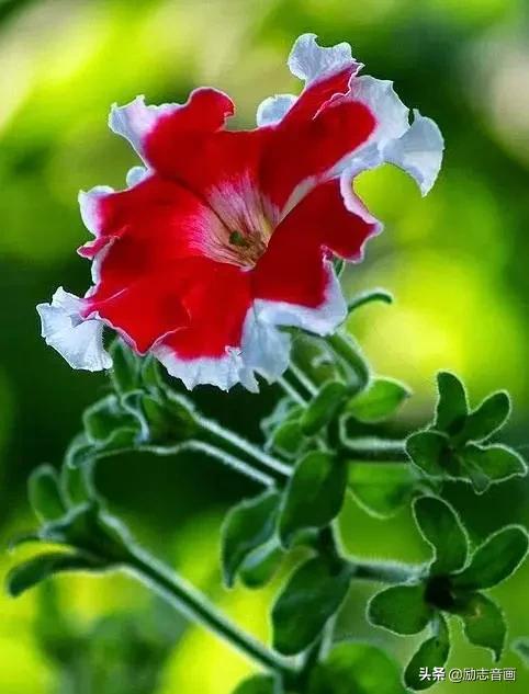 鲜花朵朵迎春来