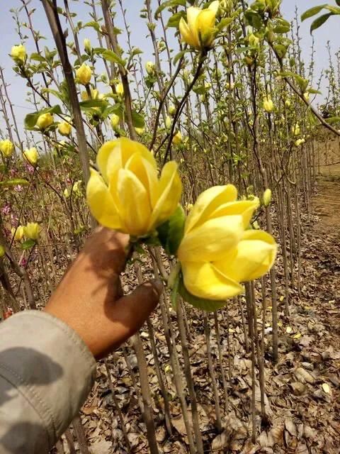 黄色玉兰品种知多少