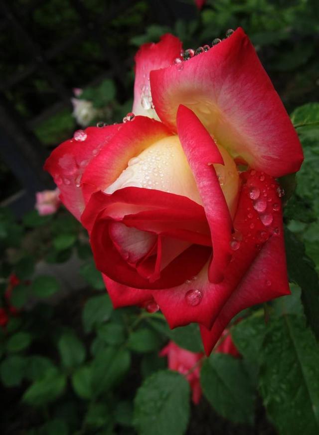 雨中花朵让人怜