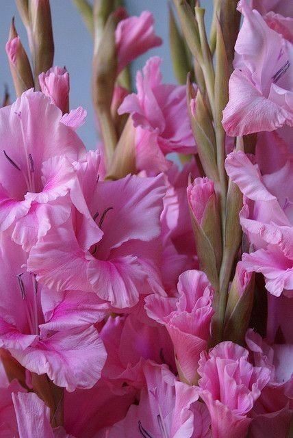 养眼鲜花照，太养眼了