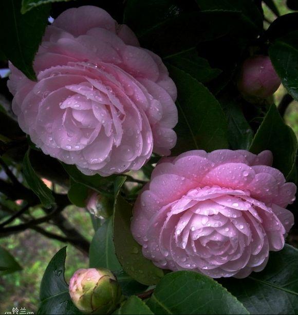 邀您共赏——山茶花