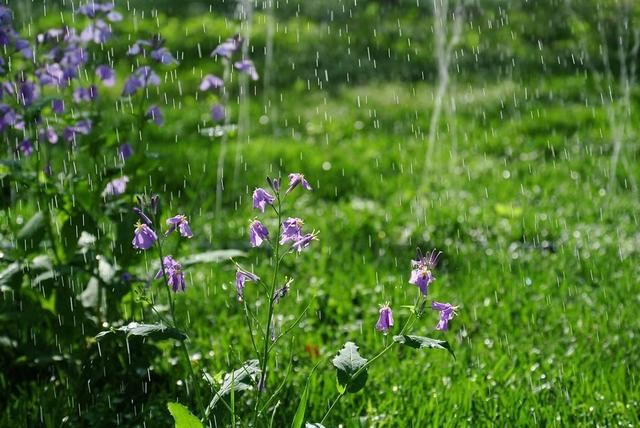 雨中花朵让人怜
