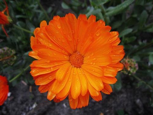 雨中花朵让人怜