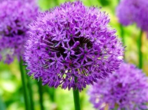 大花葱开紫红粉,聪明可爱小圆球 大花葱开紫红粉,聪明可爱小圆球