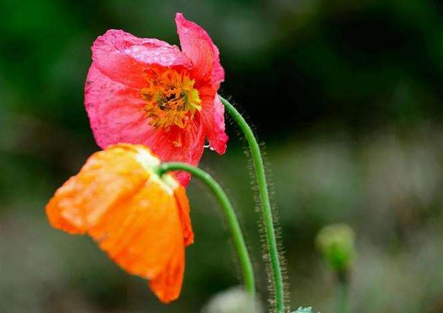 雨中花朵让人怜