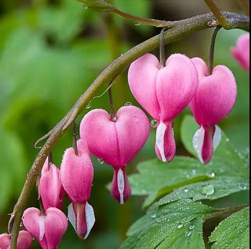 荷包牡丹花，真漂亮