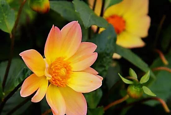 小丽花～花色绚丽，灼灼芳华，给人以憧憬和希望