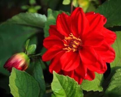 小丽花～花色绚丽，灼灼芳华，给人以憧憬和希望