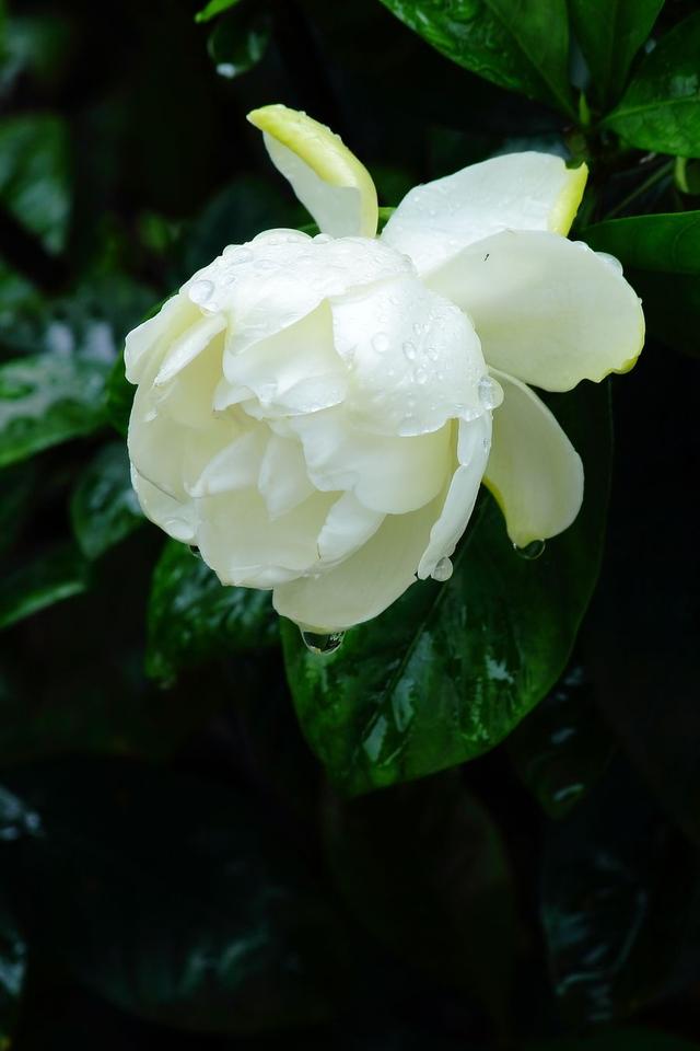 雨中花朵让人怜