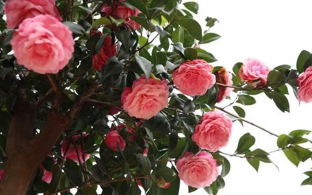 邀您共赏——山茶花