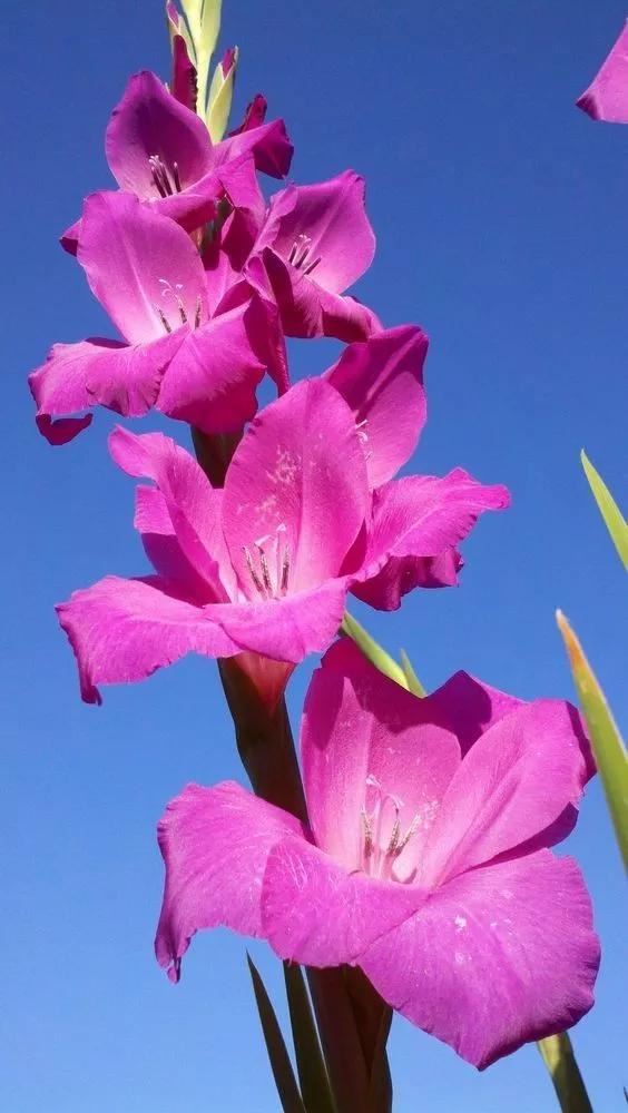 养眼鲜花照，太养眼了