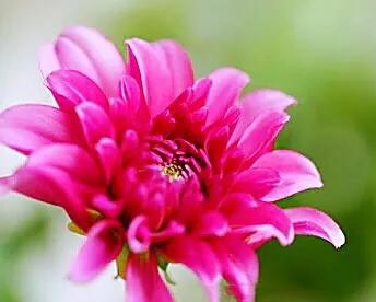 小丽花～花色绚丽，灼灼芳华，给人以憧憬和希望