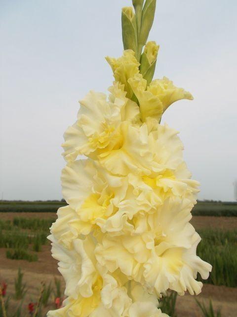 养眼鲜花照，太养眼了