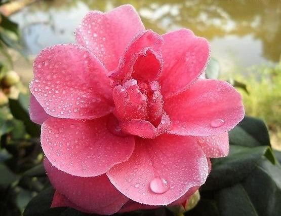 邀您共赏——山茶花