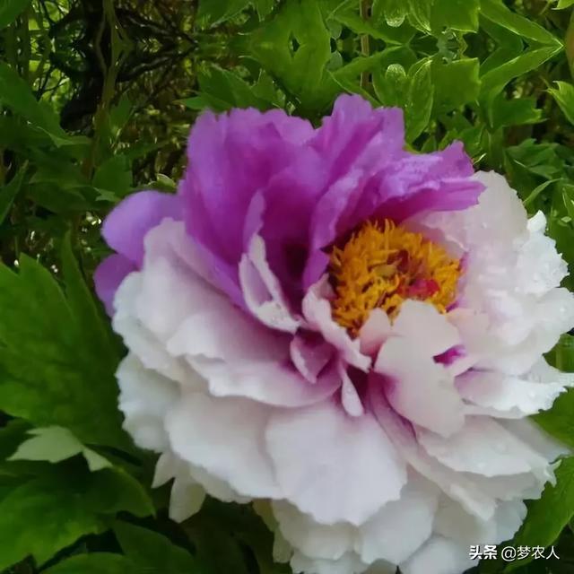 玫瑰世间难得的美