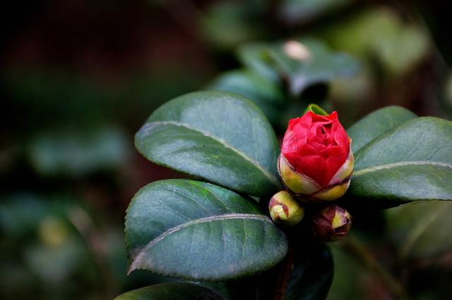 邀您共赏——山茶花