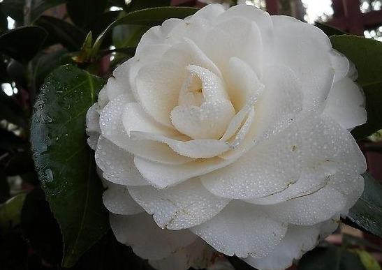 邀您共赏——山茶花