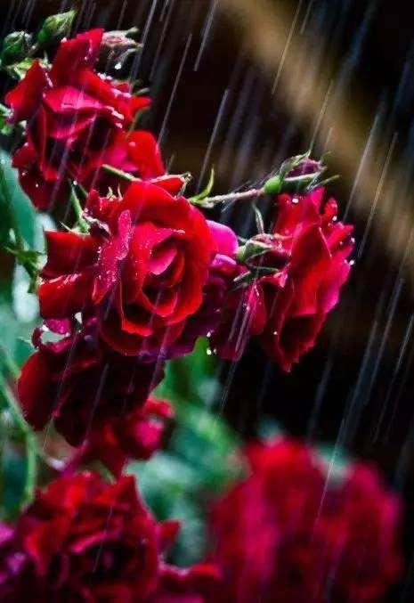 雨中花朵让人怜