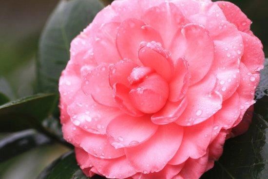 邀您共赏——山茶花