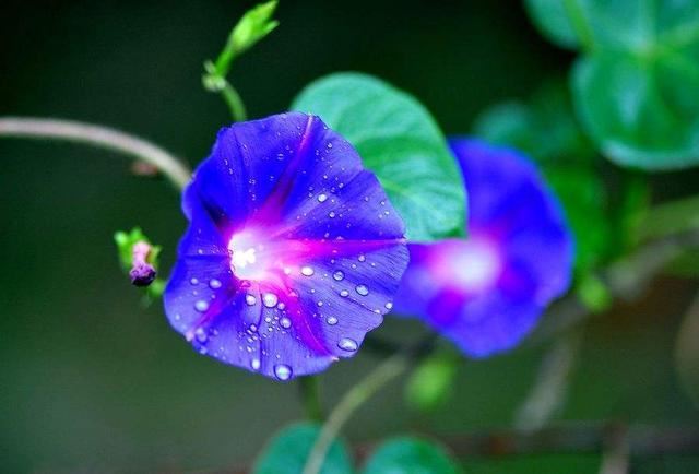 雨中花朵让人怜