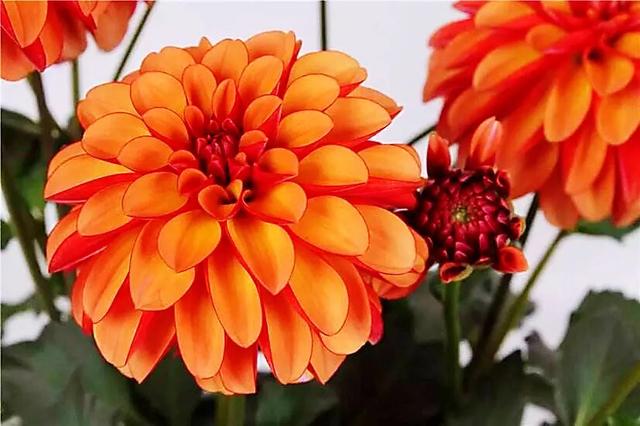 小丽花～花色绚丽，灼灼芳华，给人以憧憬和希望