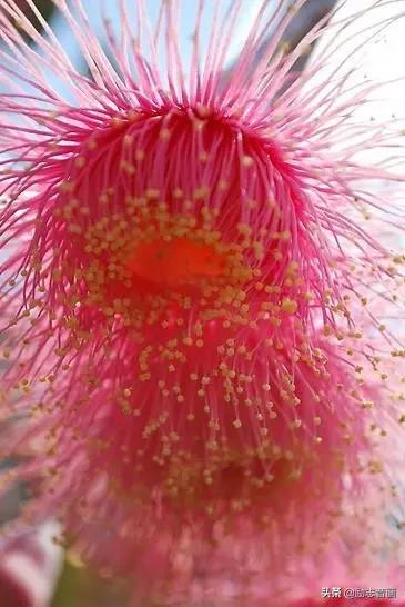 鲜花朵朵迎春来